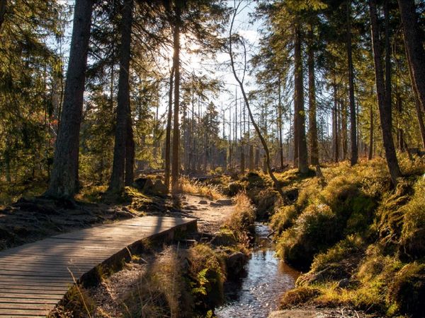 Wandern & Erholung im Harz: Mythen & Legenden, 4 Tage in Langelsheim, Niedersachsen inkl. Halbpension Unkategorisiert online kaufen