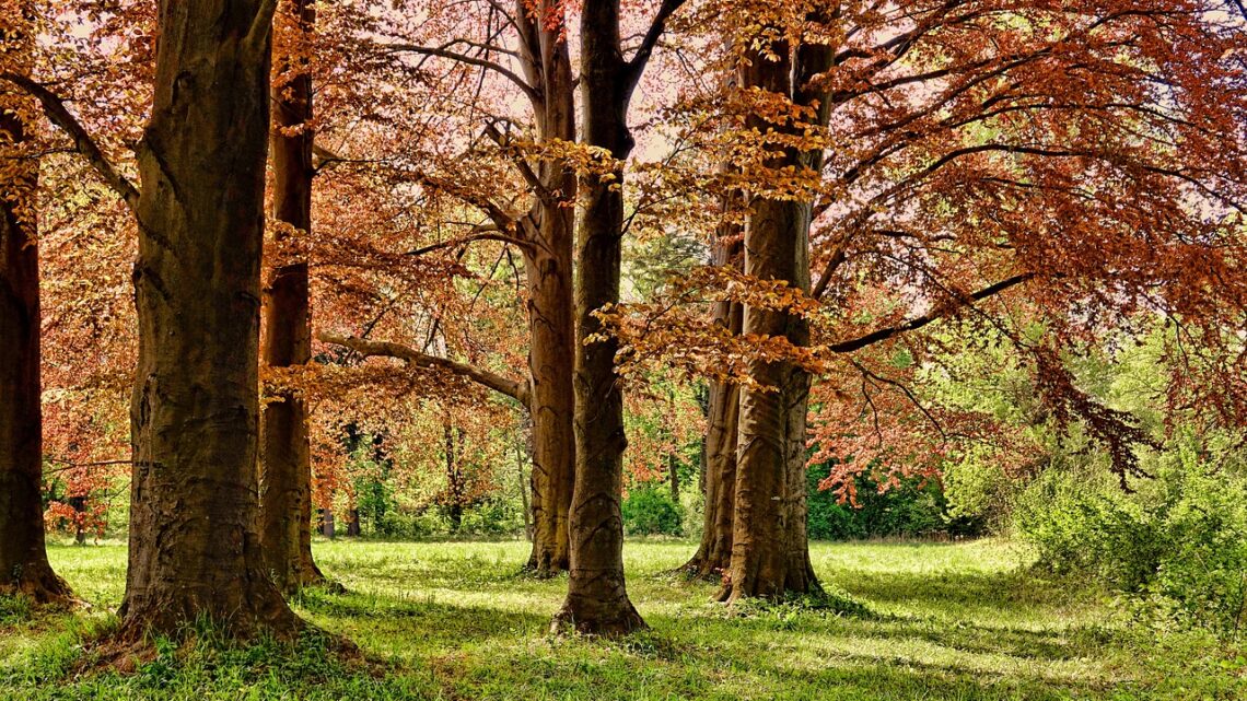 Schönste Park- und Grünanlagen im herrlichen Harz in vollen Zügen erleben